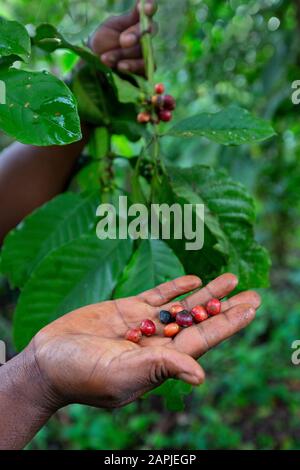 Kaffeebohnen in Frauenhand in Uganda, Afrika Stockfoto