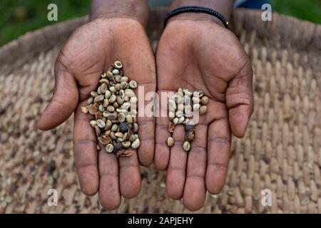 Kaffeebohnen in Frauenhand in Uganda, Afrika Stockfoto
