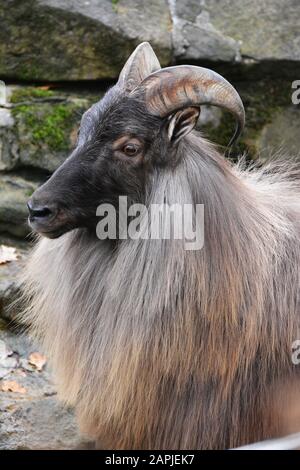 Porträt eines Himalaya - Tahr Stockfoto