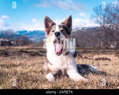 Hund grenzt Collie lilac mit sehr schönen Augen Ruhe und Gähnen auf dem Gras mit einem Blick auf die Berge dahinter Stockfoto