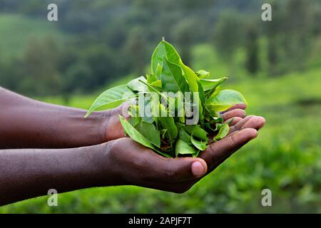 Hände halten Teeblätter in Uganda, Afrika. Stockfoto