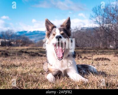 Hund grenzt Collie lilac mit sehr schönen Augen Ruhe und Gähnen auf dem Gras mit einem Blick auf die Berge dahinter Stockfoto