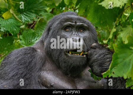 Silverback Mountain Gorilla, in Bwindi, Uganda Stockfoto