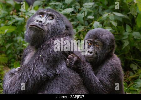 Mutter und Baby Berggorilla, Bwindi, Uganda Stockfoto