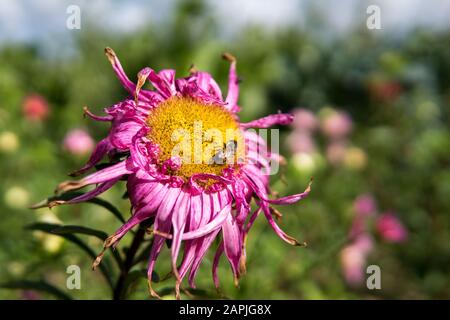 Detail einer rosafarbenen Blume aus Chrysanthemum, die auf dem Feld wächst Stockfoto