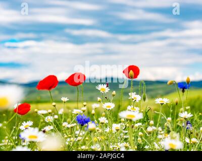 Wildflowers Feld gegen blauen Himmel Stockfoto