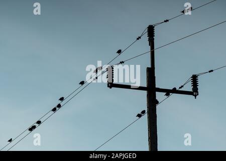 Vögel sitzen auf Kabeln von Stromleitungen über Himmel Stockfoto