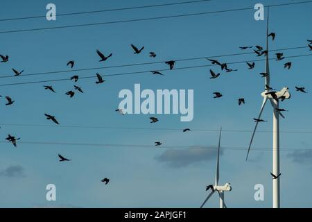 Eine Schar schwarzer Vögel, die vor Windrädern fliegen Stockfoto