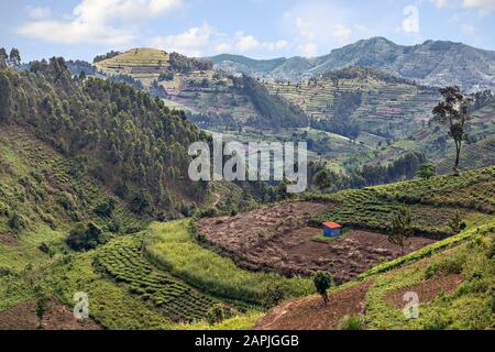 Teeplantage und landwirtschaftliche Terrassen in Uganda, Afrika Stockfoto