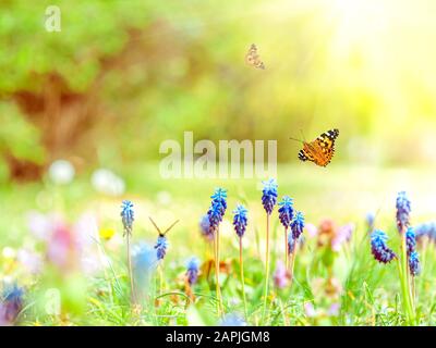 Spring Garden Hintergrund mit miscari Blumen im sonnigen Tag Stockfoto