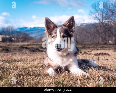 Hund grenzt Collie lilac mit sehr schönen Augen Ruhe auf dem Gras mit einem Blick auf die Berge dahinter Stockfoto