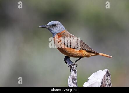 Cape Rock-thrush (Monticola rupestris) Erwachsener Mann thront an der toten snag Südküste, Südafrika November Stockfoto