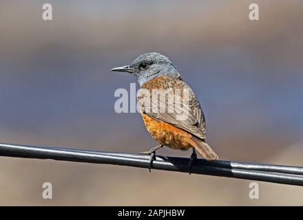 Cape Rock-thrush (Monticola rupestris) Erwachsener Mann thront an der Power-Line Südküste, Südafrika November Stockfoto