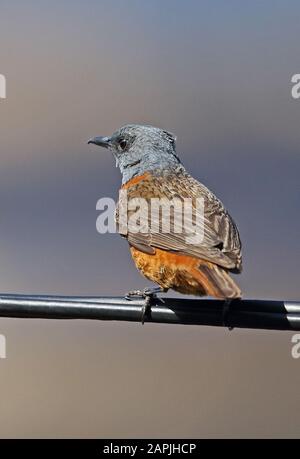 Cape Rock-thrush (Monticola rupestris) Erwachsener Mann thront an der Power-Line Südküste, Südafrika November Stockfoto