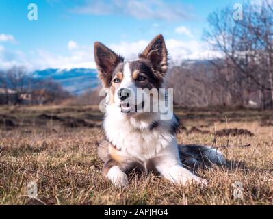 Hund grenzt Collie lilac mit sehr schönen Augen ruhig und lächelnd auf dem Gras mit einem Blick auf die Berge dahinter Stockfoto