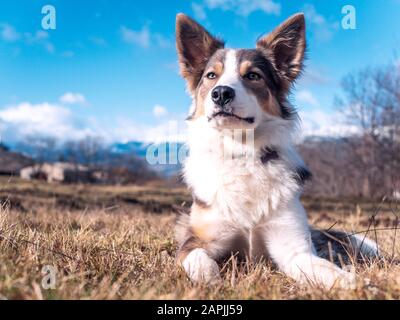 Hund grenzt Collie lilac mit sehr schönen Augen Ruhe auf dem Gras mit einem Blick auf die Berge dahinter Stockfoto