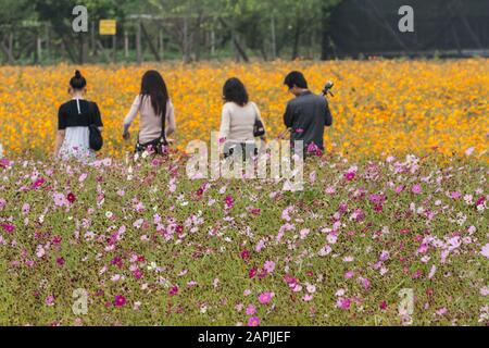 Gartenkosmos (Cosmos bipinnatus) alias mexikanischer Aster- und Schwefelkosmos (Cosmos sulfureus), alias Gelber Kosmos, Xinshe District, Taichung, Taiwan Stockfoto