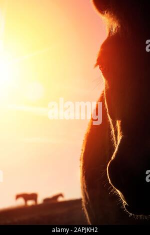 Hintergrundbeleuchtetes Nahaufstellporträt eines Pferdes auf einem Paddock und Goldhimmel im Hintergrund sorgt das warme Sonnenlicht für kontrastreiche Konturen Stockfoto