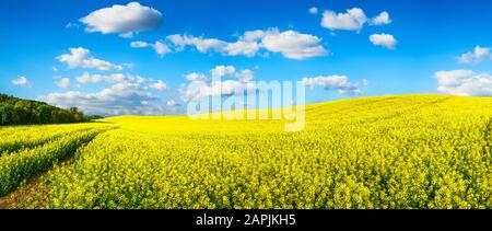 Panoramalandschaft mit einem riesigen Feld von blühendem hellgelbem Raps auf einem Hügel, mit lebhaftem blauem Himmel und weißen Wolken Stockfoto