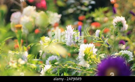 Weiße Aster Blumen blühen im Herbst im Garten. Stockfoto