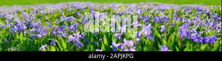 Blaue Schüttelfrost: Violette Frühlingsblumen auf einer Wiese, extra breites Panoramaformat, als Banner geeignet Stockfoto