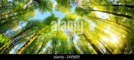 Die Sonne wunderschön leuchtenden grünen Baumkronen der hohen Buche Bäume auf einer Waldlichtung, erschossen panorama Stockfoto