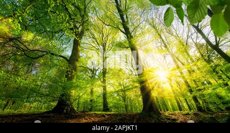 Malerischer Wald mit frischen grünen Laubbäumen, wobei die Sonne ihre warmen Strahlen durch das Laub wirft Stockfoto