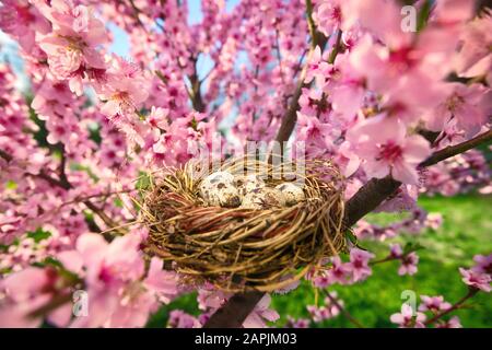 Gemütliches Vogelnest mit gepunkteten Eiern in einem schönen blühenden Kirschbaum an einem sonnigen Tag Stockfoto