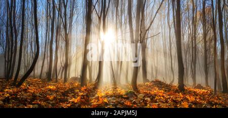 Wald mit jungen Bäumen im Herbst oder Winter, verzaubert von durch Nebel fallenden Sonnenstrahlen Stockfoto