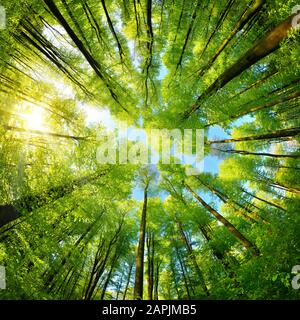 Sphärisches Panorama in einem Wald, prächtiger Blick nach oben auf die Baumwipfel mit frischen grünen Blättern, quadratischem Format Stockfoto