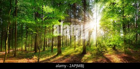 Panoramalandschaft: Schöne Sonnenstrahlen, die durch grünes Laub in einer Waldlichtung leuchten Stockfoto