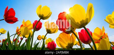 Schöne Tulpen in leuchtendem Rot und Gelb begrüßen die Frühlingssonne am klaren blauen Himmel Stockfoto