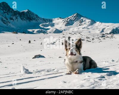 Hundegrenze Collie lilac mit sehr schönen Augen Ruhe auf dem Schnee mit Blick auf die Schneeberge Stockfoto