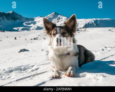 Hundegrenze Collie lilac mit sehr schönen Augen Ruhe auf dem Schnee mit Blick auf die Schneeberge Stockfoto