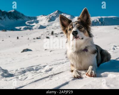 Hundegrenze Collie lilac mit sehr schönen Augen Ruhe auf dem Schnee mit Blick auf die Schneeberge Stockfoto