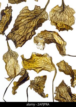 Hosta abgestorbene Blätter im Designlayout Common Name Plantain Lily Winter Norfolk Stockfoto