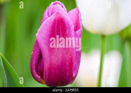 Rosa Tulpe nach Regen. Die geschlossenen Kronblätter einer Tulpe mit Regentropfen auf grünem Grund. Transparente Tropfen auf rosafarbenen Kronblättern. Stockfoto