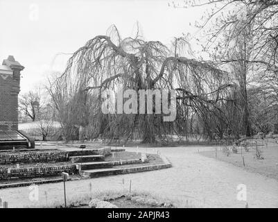 Bäume, Gärten, weinende Weide, hortus botanikus Datum: Undatierter Ort: Leiden, Süd-Holland Stichwörter: Bäume, Gärten Personenname: Hortus botanikus, weinende Weide Stockfoto
