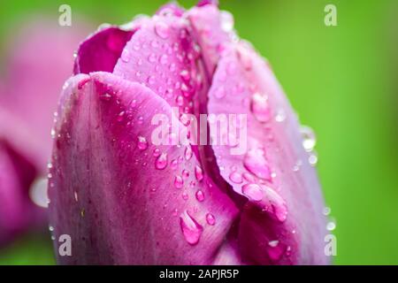 Rosa Tulpe nach Regen. Die geschlossenen Kronblätter einer Tulpe mit Regentropfen auf grünem Grund. Transparente Tropfen auf rosafarbenen Kronblättern. Stockfoto
