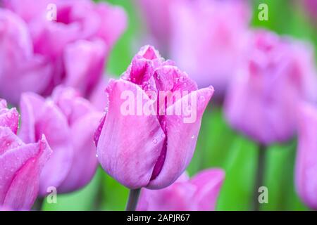 Rosa Tulpe nach Regen. Die geschlossenen Kronblätter einer Tulpe mit Regentropfen auf grünem Grund. Transparente Tropfen auf rosafarbenen Kronblättern. Stockfoto