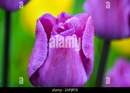 Rosa Tulpe nach Regen. Die geschlossenen Kronblätter einer Tulpe mit Regentropfen auf grünem Grund. Transparente Tropfen auf rosafarbenen Kronblättern. Stockfoto