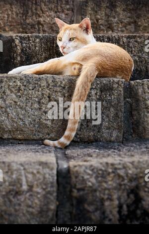 Streunende rote Katze auf Steintreppen liegend, selektiver Fokus. Stockfoto