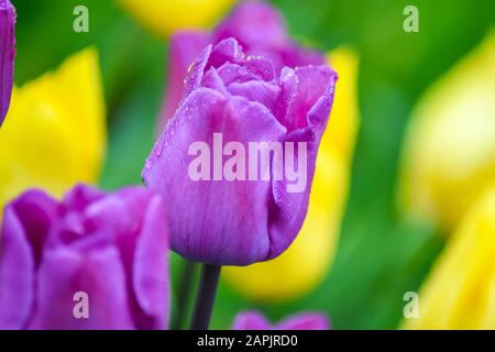 Rosa Tulpe nach Regen. Die geschlossenen Kronblätter einer Tulpe mit Regentropfen auf grünem Grund. Transparente Tropfen auf rosafarbenen Kronblättern. Stockfoto