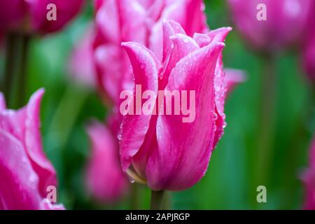Rosa Tulpe nach Regen. Die geschlossenen Kronblätter einer Tulpe mit Regentropfen auf grünem Grund. Transparente Tropfen auf rosafarbenen Kronblättern. Stockfoto