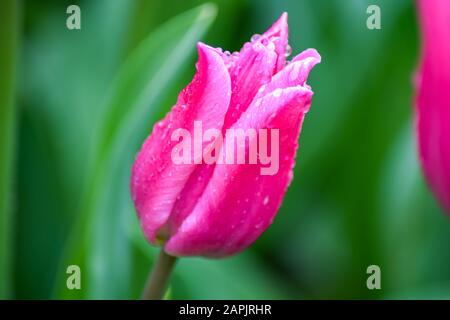 Rosa Tulpe nach Regen. Die geschlossenen Kronblätter einer Tulpe mit Regentropfen auf grünem Grund. Transparente Tropfen auf rosafarbenen Kronblättern. Stockfoto