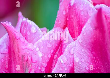 Rosa Tulpe nach Regen. Die geschlossenen Kronblätter einer Tulpe mit Regentropfen auf grünem Grund. Transparente Tropfen auf rosafarbenen Kronblättern. Stockfoto