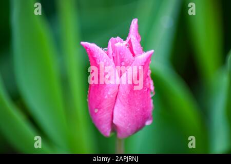 Rosa Tulpe nach Regen. Die geschlossenen Kronblätter einer Tulpe mit Regentropfen auf grünem Grund. Transparente Tropfen auf rosafarbenen Kronblättern. Stockfoto