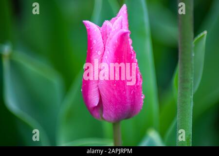 Rosa Tulpe nach Regen. Die geschlossenen Kronblätter einer Tulpe mit Regentropfen auf grünem Grund. Transparente Tropfen auf rosafarbenen Kronblättern. Stockfoto