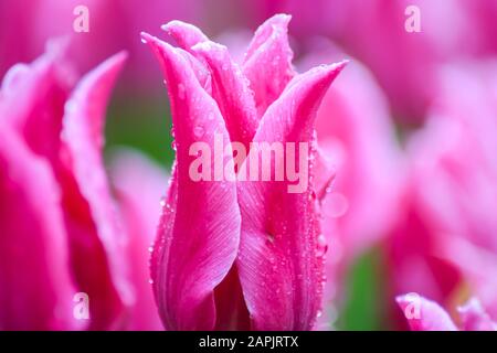 Rosa Tulpe nach Regen. Die geschlossenen Kronblätter einer Tulpe mit Regentropfen auf grünem Grund. Transparente Tropfen auf rosafarbenen Kronblättern. Stockfoto
