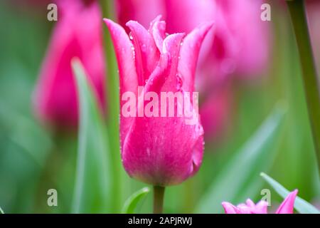 Rosa Tulpe nach Regen. Die geschlossenen Kronblätter einer Tulpe mit Regentropfen auf grünem Grund. Transparente Tropfen auf rosafarbenen Kronblättern. Stockfoto